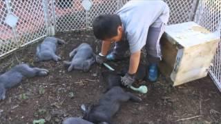 Kids learning to kill and butcher rabbits - disturbing