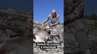  WILD HUNT. A BULLET HITS A RUNNING SNOW SHEEP (680 m) 