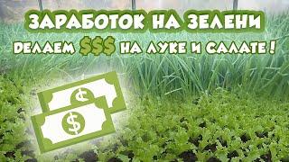 Выращивание лука на перо и салата на продажу как бизнес идея