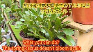 买回来的春天蟹爪兰，养了几年以后不开花怎么办？What you can do? The spring cactus doesn’t bloom again #flowers