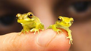 These Tiny Frogs Shouldn’t Exist (200 Days of Life)