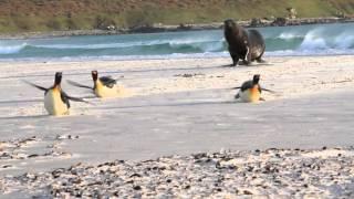 Sea lion Chasing King Penguins