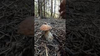 Boletus edulis, Porcino, Steinpilze #shorts #new #trending #foryou #nature #forest #wood #mushroom