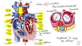 Le système cardiovasculaire