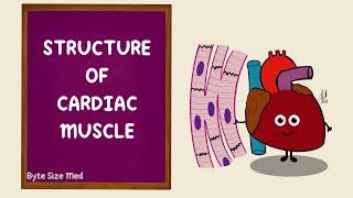 Structure of Cardiac Muscle | Cardiac Muscle Tissue | Cardiac Physiology