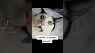 Приколы с животными