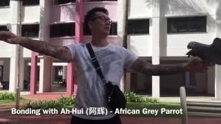 Bonding with Ah-Hui (阿辉) - African Grey Parrot