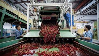 Inside a Modern Cherry Processing Factory: From Harvest to Packaging.