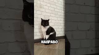 пятница!#мурка#котик#юмор#шортс#2025 .