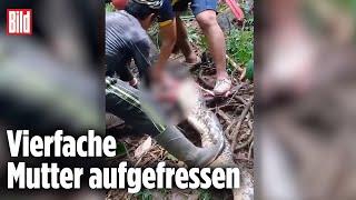 INDONESIEN: Python verschlingt ganze Frau