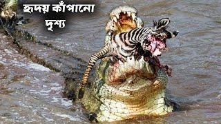 ক্যামেরায় ধরাপড়া কুমিরের আক্রমণ | Crocodile vs other predator in Bangla | Odvut knowledge