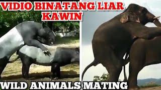 Perkawinan Binatang Liar | Wild Animals Mating | Animals Mating