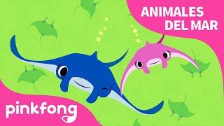 Mantarraya | ¡Superhéroe, mantarraya! | Animales del Mar | Pinkfong Canciones Infantiles