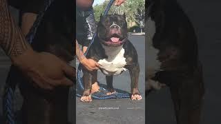 American bully black bully #americanbully #pitbull #shorts #doglover