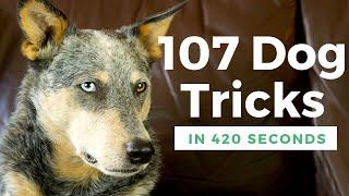 Kronos the Wonder Dog: 107 Mind-Blowing Tricks You Have to See to Believe!