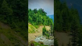 Beautiful forest in swat #swatmountains #shortsfeed #nature #exploreswat #ghufrangraphy #ytviral