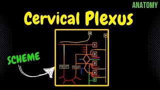 Cervical Plexus - Anatomy