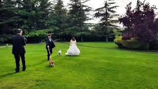 Cani al matrimonio!