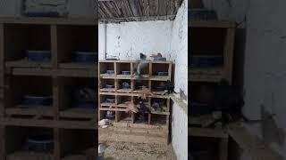 Голуби северокавказские: игра.