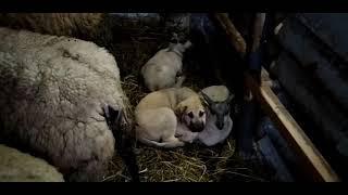 Cachorro de Mastín Español, troquelado al ganado