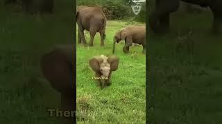 Baby Elephant's Failed Attempt to Scare Tourists | Hilarious Video