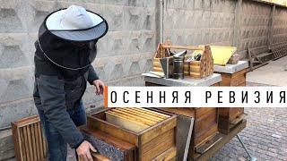 Осенняя ревизия пчёл перед зимовкой - Парк Плюс