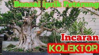 Kumpulan Bonsai Petarung Ponorogo/Bonsai picus super jumbo Prospek