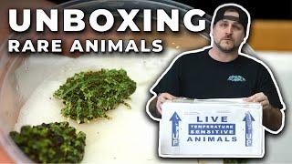 Unboxing Rare Animals (Frogs, Lizards, Spiders)