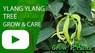 Ylang ylang tree - grow & care (Cananga odorata)