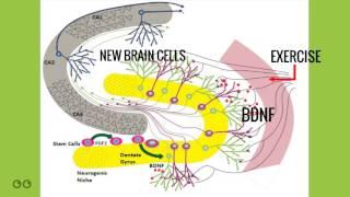 Aerobic Exercise for New Brain Cells and Cognitive Performance