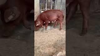 feeding your purebred Duroc with fortified rice bran and other nutritions #pigfeed #investorbiggi