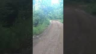 TT-R230 at Windrock Park Bobcat Encounter...1080 HD