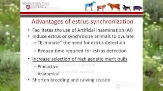 AI Concepts: Maximizing Beef Cattle Reproductive Efficiency- Dr. Martin Maquivar