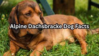 Alpine Dachsbracke Dog Facts