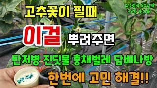 고추꽃이 필때 이걸 뿌려주면 고추 탄저병 진딧물 담배나방까지 한번에 해결 고추 2차 웃거름시기 방법 #고추병해충 #고추웃거름