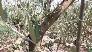 Cicada (Lyristes plebejus) on olive tree