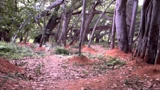 The discovery of a gigantic banyan - Documentary