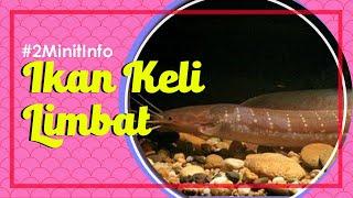 Ikan Keli Limbat Yang Perlu Anda Tahu