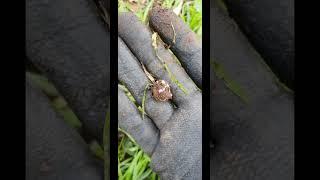 Uncovering a Pandora Silver Charm! Metal Detecting with Google AI Lens #silver #metaldetecting