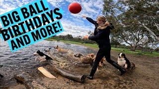 BIG Ball Fun | Birthday Songs and Cake | Doggy Daycare What a Treat