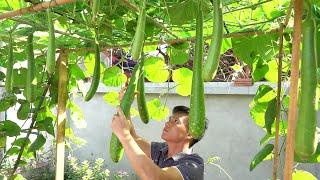 Not everyone knows how to grow gourds