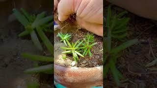 How to Grow and Care Portulaca or Moss Rose Plant?#garden #flowers