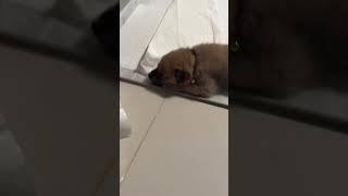 삐진 날의 감자 앞모습 잘보면 눈뜨고 있음 #강아지 #애견영상 #강아지유튜브