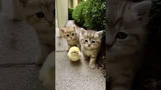 Kitten Council Meets Chick: Lunch Decisions Get Serious