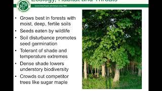 Norway maple species spotlight