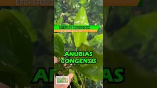 Anubias Congensis (Background Aquarium Plant For Sale!)