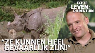 Het favoriete dier van verzorger Melle is de neushoorn | HET ECHTE LEVEN IN DE DIERENTUIN #3