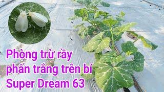 Bí đỏ Đồng Tiền Vàng: P8-Phòng trừ rầy phấn trắng