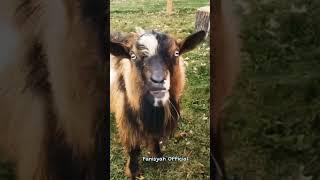 Funny Goat Sounds #shorts #goat #goatfarming