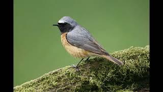 Common Redstart Bird Call